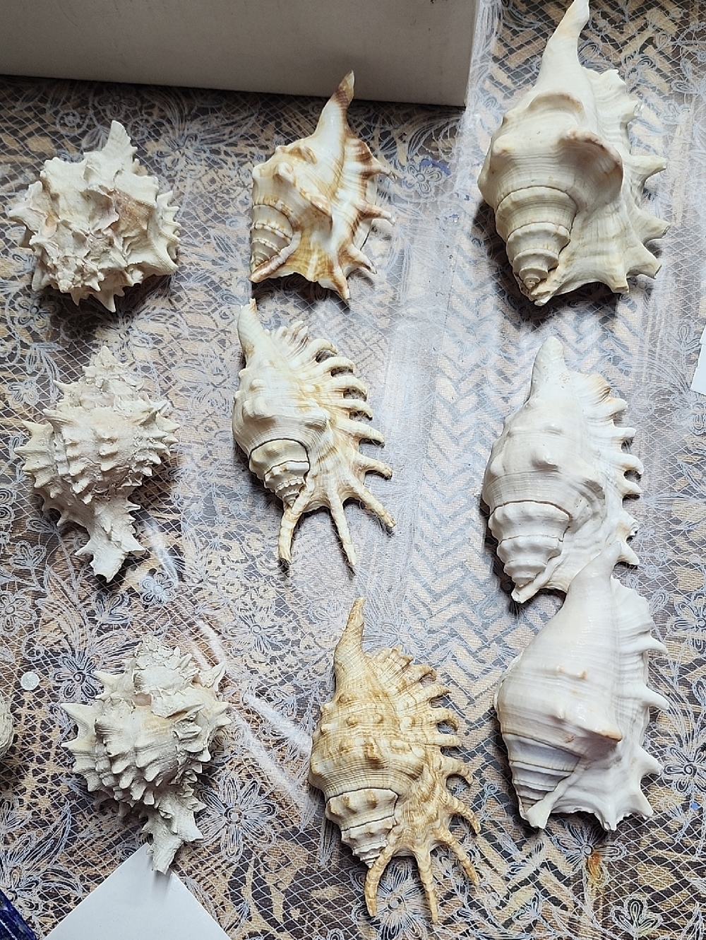 9 Spiny Sea Shells EUC